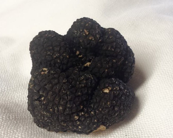 tartufo nero