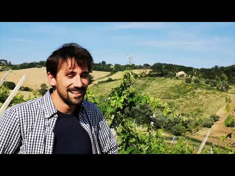 DORICO - Rosso Conero D.O.C.G. RISERVA - 75lt