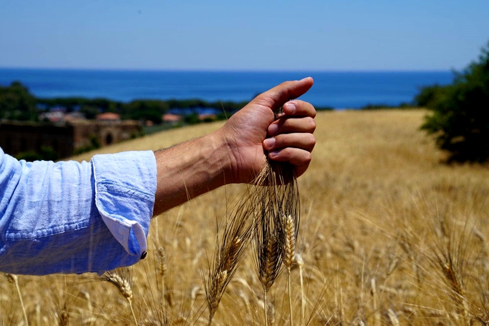 Pasta di grano Senatore Cappelli il re dei grani