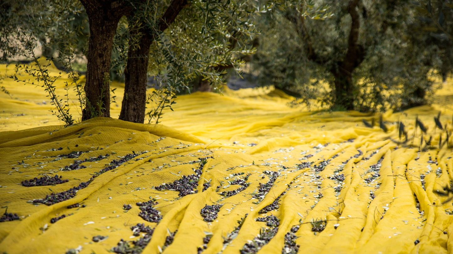 Olio Extravergine di Oliva Biologico "Il Contadino" 0,75cl